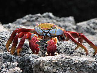 A Crab