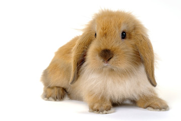 lapin bélier 1