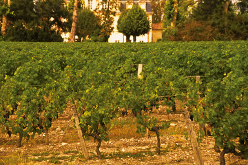 Haut medoc vineyards bordeaux france.