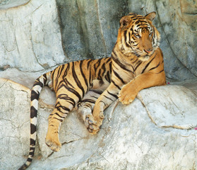 Fototapeta na wymiar Southeast Asian tiger relaxin na klifie