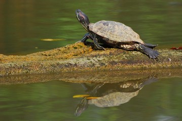 Fototapeta premium tortoise resting in the ponds