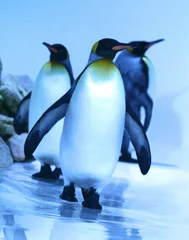 Foto op Plexiglas Pinguino Reale © Franco Deriu