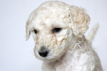 Jeune chiot - Caniche royal blanc