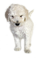 Jeune chiot - Caniche royal blanc