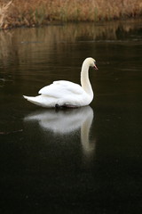 swan lake