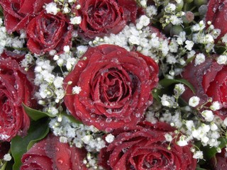 tränende Rosen