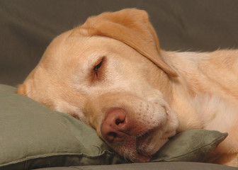 Labrador