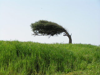 Windbaum