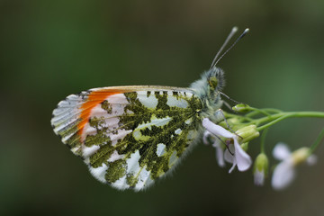 orange tip butterfly