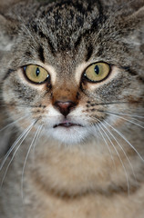 Obraz premium Katze