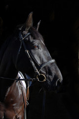 profil © patrice dapzol