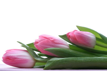 Fototapeta premium tulip