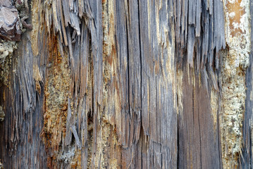 Texture made of closeup of old, rotten wood