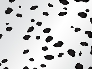 black and white spotted fur of the dalmatian