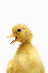a closeup of a day old white call bantam duck isolated on white