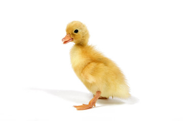 a closeup of a day old white call bantam duck isolated on white