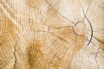 Fototapeta premium Annual rings - Kaibab National Forest Arizona USA (AE)