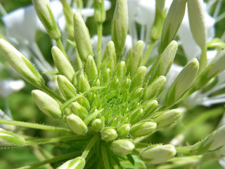 Lovely, and a little weird looking too, a Spider Flower.