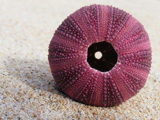 purple sea urchin