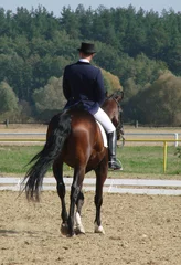 equestrian riding stallion horse