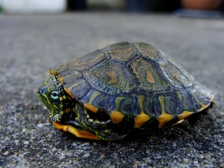 Tartaruga Tigre d'agua