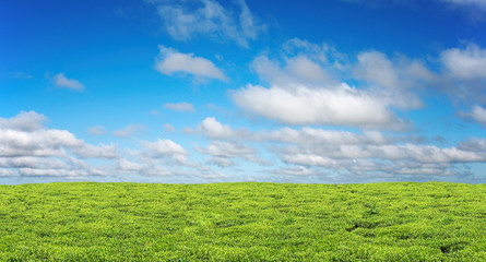 Tea plantation and blue sky