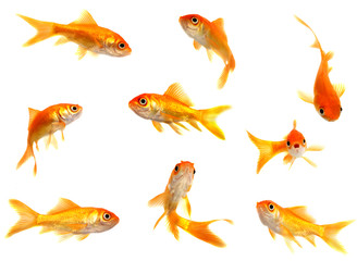 Fototapeta premium Group of goldfishes