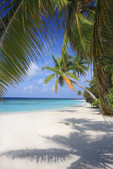 Fototapeta na wymiar Exotic view under palm trees, Maldives
