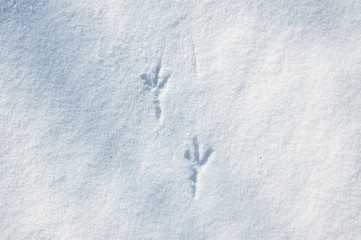 Bird's track