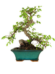 Bonsai tree isolated on white background