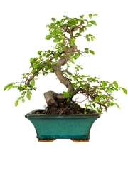 Garden poster Bonsai Bonsai tree isolated on white background