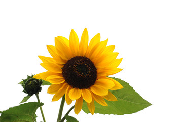 Obraz premium Sonnenblume