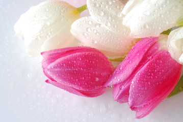 pink and white tulips