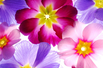 Obraz na płótnie Canvas primula flowers