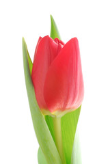 Naklejka premium red tulip flower