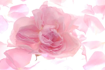 Papier Peint photo Lavable Roses pink rose and petals