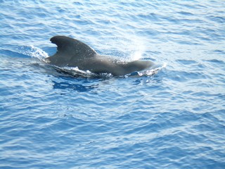 globicefalo di tenerife