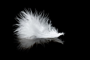 white feather with reflection on black background