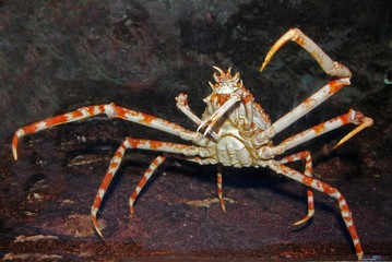 spider crab in the aquqriums