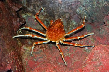 spider crab in the aquariums
