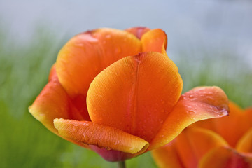 fleur : tulipe orange