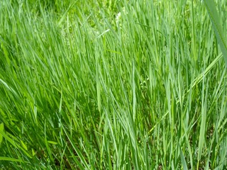 Grass