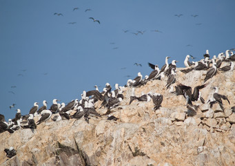 Wildlife on Islas Ballestas in Peru, Paracas Natural Park