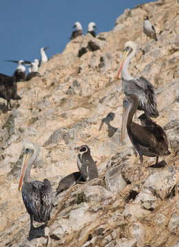 Wildlife on Islas Ballestas in Peru, Paracas Natural Park