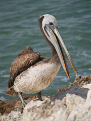 close-up of a pelican