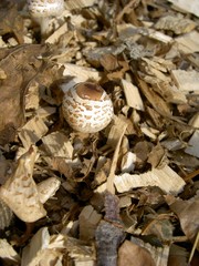 Pilz im Laub