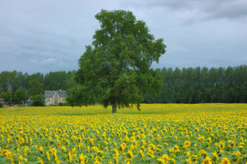 albero in un campo di girasoli