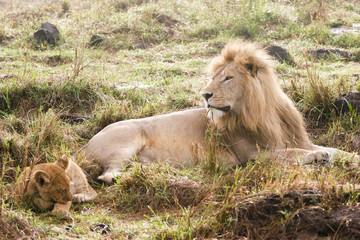 Obraz na płótnie Canvas lion and cub
