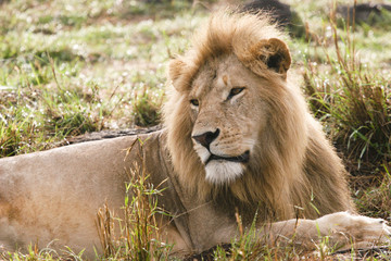 Fototapeta na wymiar lion portrait