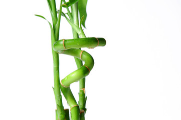 Fototapeta na wymiar Bamboo swirl close-up isolated over a white background